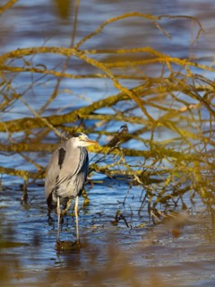 A gray heron stands on a water bank, Ümminger See, Bochum, Ruhrpott, North Rhine-Westphalia,