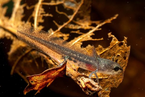 Threaded newt, Lissotriton helveticus, palmate newt, triturus helveticus, amphibians, amphibians,