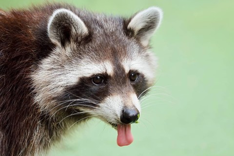 Raccoon (Procyon lotor) with its tongue sticking out, portrait, North Rhine-Westphalia, Germany,