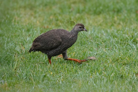 Cape Francolin (Pternistis capensis), adult, running, foraging, Karoo Desert Botanic Garden,