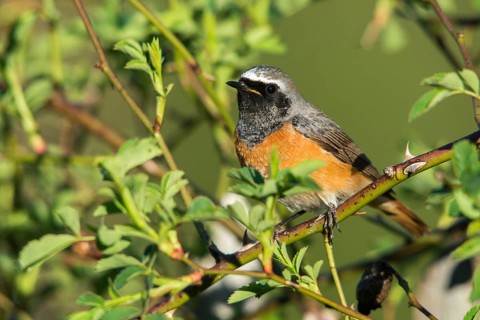 Redtail, Phoenicurus phoenicurus, redstart, birds, garden birds, passeri, songbirds, birds