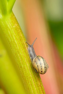 Garden snail (Cornu aspersum) adult mollusca on a garden Rhubarb vegetable plant stem in summer,