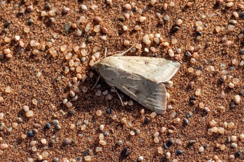 Owl butterfly (Helicoverpa armigera), Namib Desert, Namib Naukluft Park, Namibia