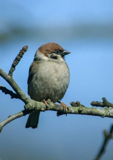 Tree sparrow, Passer Montanus, sparrow, birds, high size, portrait format, passeri, songbirds,