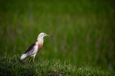 A single bird in a grassy, green rice field, a Cattle Egret (Ardeola ralloides) in a rice field,