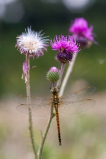 Aeshna affinis, blue-eyed hawker, southern migrant hawker, southern mosaic maid, anisoptera,