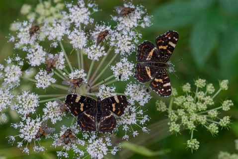 Araschnia Levana, European map, map butterfly, butterfly, insects, butterfly, summer generation,