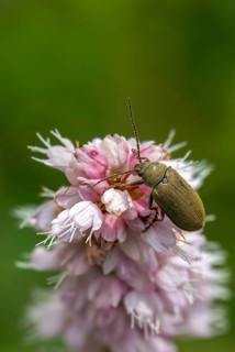 Hairy soft-bog beetle, dascillidae, dascillus cervinus, soft-bog beetle, orchid beetle, beetle,