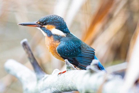 Kingfisher (Alcedo atthis) wbl Germany
