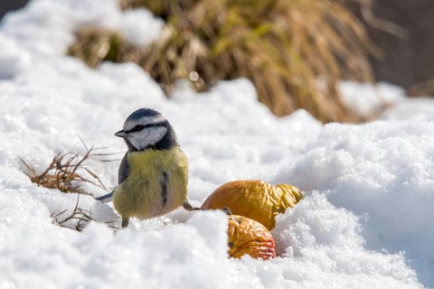 Blue tit, parus caeruleus, birds, tit, passeri, snow, songbirds, snow, songbirds, tits, birds,