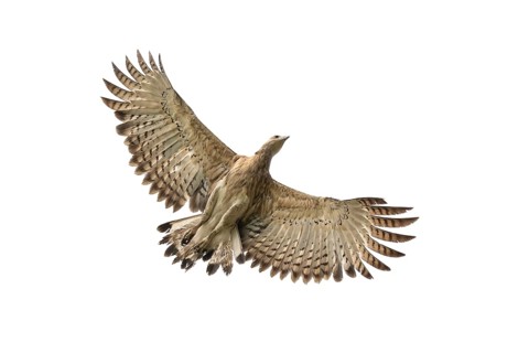 Grey-headed Fish Eagle (Icthyophaga ichthyaetus) soaring in mid-flight, Sreepur, Gazipur,