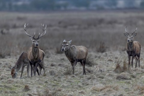 The red deer (Cervus elaphus) with antlers follows its older counterpart, who has already shed his