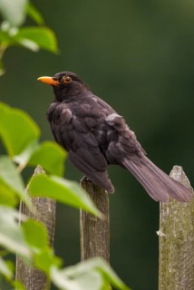 Blackbird, Turdus Merula, Birds, Garden, Garden Fence, Garden Fence, High Size, Portrait, Male,