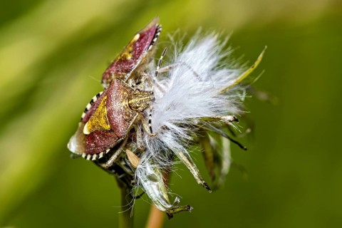 A close-up photograph of an insect on a plant with a green blurred background, a berry bug on a