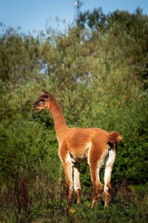 A brown alpaca gazes into the distance on a green meadow in front of some trees, alpaca (Vicugna