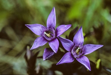 Chiltern gentia, German fringe gentian, gentian plants, gentianaceae, gentianella germanica, German