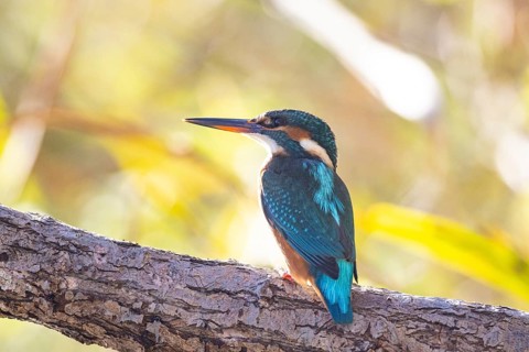 Kingfisher (Alcedo atthis) wbl Germany