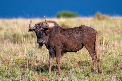 White-tailed wildebeest (Connochaetes gnou), adult, Mountain Zebra National Park, Eastern Cape,