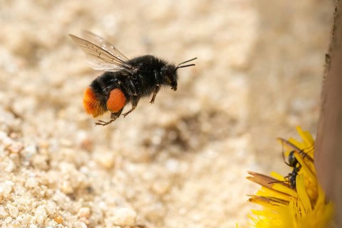 Apidae, bees, bombus lapidarius, bumblebee, hymenoptera, red-tailed bumblebee, rock bumblebee,