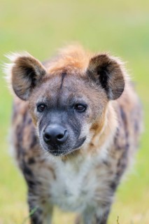 Portrait of A fully grown female Spotted Hyena (Crocuta crocuta. Ethiopia, Kenya, Tanzania,