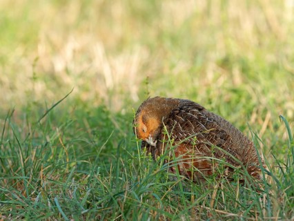 A partridge (Perdix perdix) preening its plumage in a meadow, Solms, Hesse, Germany