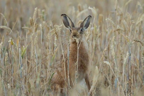 European brown hare (Lepus europaeus) adult animal feeding on a wheat sheath in a farmland field in