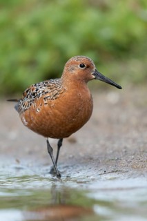 Calidris Canutus, Knot, Knutt, Coastal Sandpiper, Red Knot, Birds, Breeding Plumage, Breeding