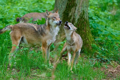 Two wolves interact peacefully next to a tree in the forest, summer, wolf (Canis lupus), Germany