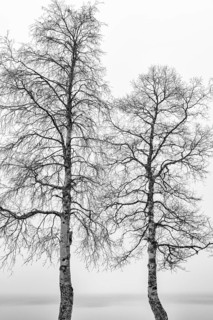 Birch trees in fog, Gällivare, Norrbotten, Lapland, Sweden, October 2020