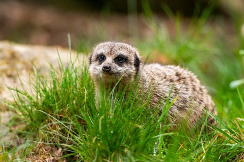 Meerkat (Suricata suricatta) in the grass, captive, occurrence Africa