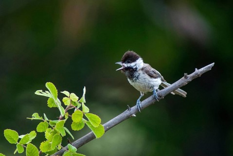 Balkan tit, parus lugubris, poecile lugubris, sombre tit, birds, song, Greece, leo, tit, passeri,