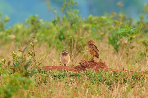 Two owls one juvenile standing on a mound in a dense grass field surrounded by green vegetation,