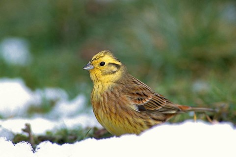 Emberiza citrinella, goldammer, yellowhammer, birds, leo, male, passeri, songbirds, songbirds,