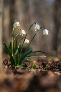 Amaryllidaceae, spring knot flower, leucojum vernum, fairy tale cup, daffodil, flora, spring, high