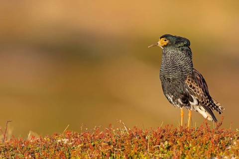 Ruff, (Philomachus pugnax), animals, birds, plumage during mating season, snipe bird, courtship,