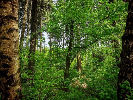 A dense forest with various trees and lush green foliage, hiking on the Rennsteig, Frankenwald