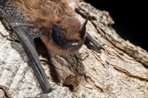 Nathusius pipistrelle, Pipistrellus nathusii, roughskin bat, bats, chiroptera, bats, mammals,