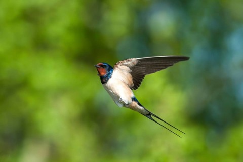 Flies, Hirundo rustica, house martin, barn swallow, birds, flight, passeri, swallows, songbirds,