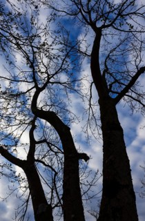 Bare trees against the sky, branches, autumn, from below, Mondseeland, Upper Austria, Austria