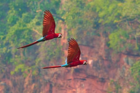 Two colourful parrots fly against a backdrop of red rocks and lush greenery: the green-winged