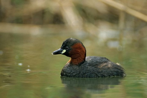 Littele Grebe, Tachybaptus Ruficollis, Little Grebe, Birds, Dabchick, Grebe, Grebe, Leo,