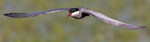 White-bearded Tern, (Chlidonias hybridus, Chlidonias hybrida, family of terns, flight, biotope,