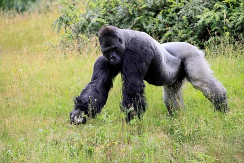 Western gorilla (Gorilla gorilla), adult, male, silverback, on the ground, foraging