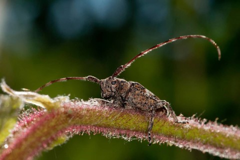 Bind eyeboat, gray-bonded eyespot, mesosa nebulosa, white-clouded longhorn beetle, beetle, longhorn