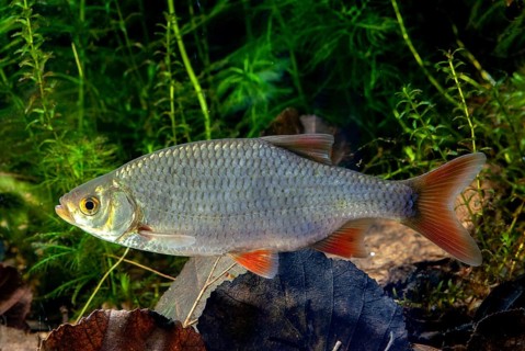 Red lead, rudd, rubella, scardinius erythrophthalmus, fake roach, fish, fishes, pisces