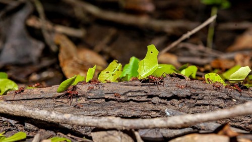 Ants carry leaves along a tree trunk and branches in the forest, leaf-cutter ants in the Amazon