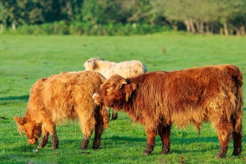 Early one sunny morning, two Highland calves (Bos primigenius taurus) stand in a green pasture at
