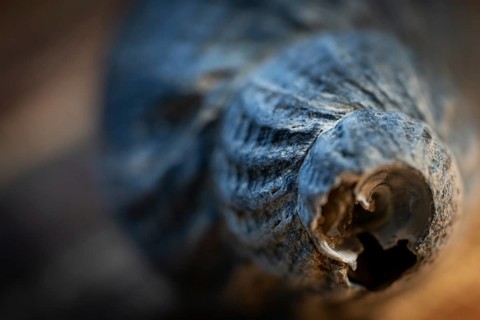 Close-up of a periwinkle (Littorina littorea) worn down and damaged by the sea and sand, Houvig,