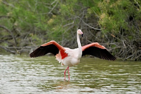 A greater flamingo (Phoenicopterus roseus) flaps its wings, Camargue Regional Nature Park, southern