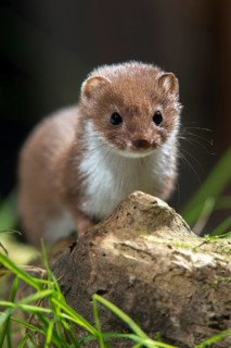 Carnivora, least weasel, mouse weasel, mustela nivalis, predators, high size, portrait format,